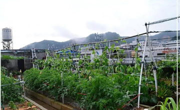 聽(tīng)說(shuō)了嗎，多米居然開(kāi)始搞副業(yè)了？