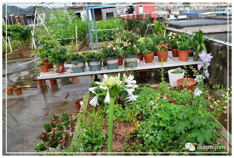 聽(tīng)說(shuō)了嗎，多米居然開(kāi)始搞副業(yè)了？